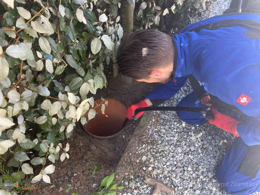 Rioolvliegjes Zaanstad Rioolvliegjes Zaanstad